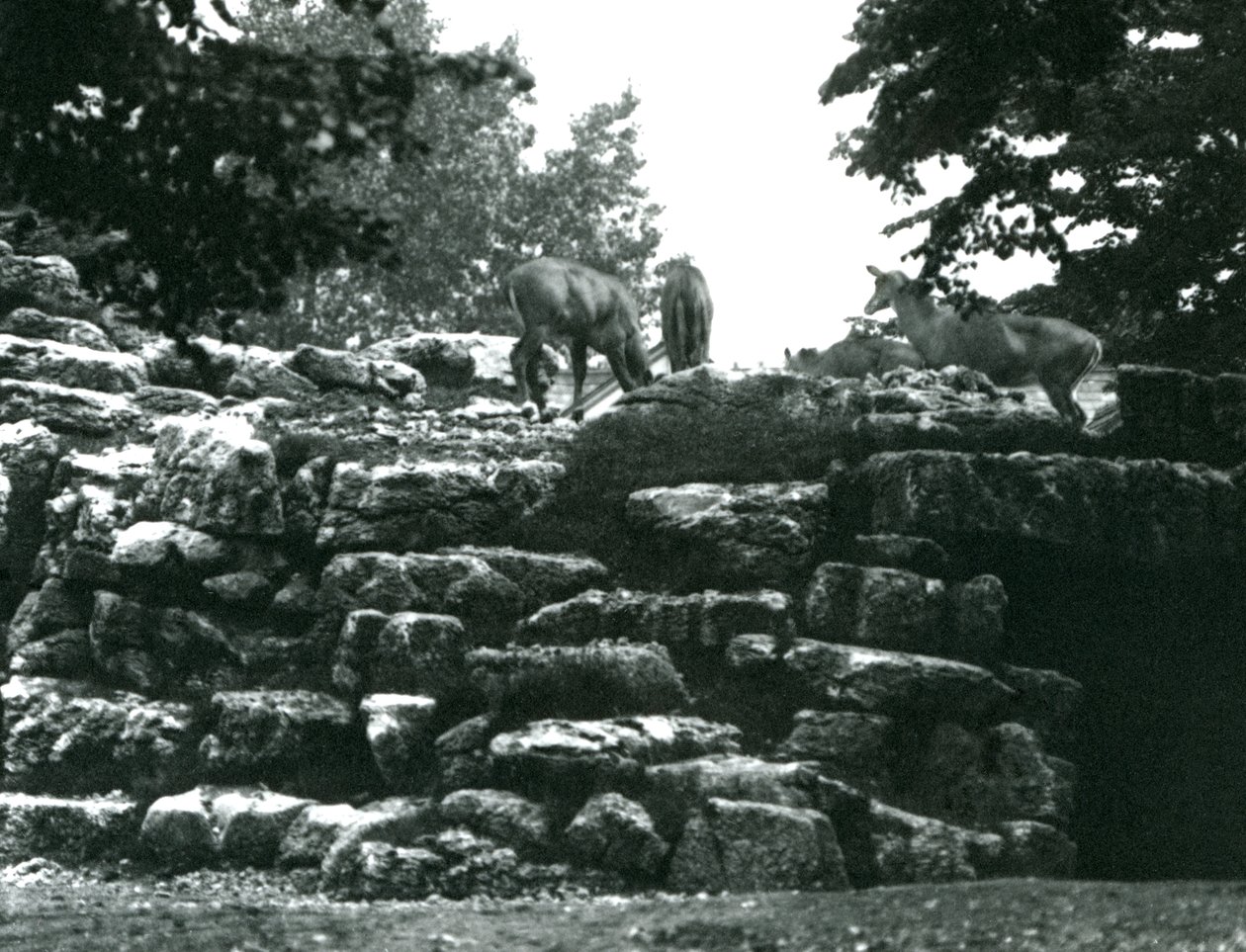 El corral de antílopes Eland en el Zoológico de Londres en junio de 1924 de Frederick William Bond