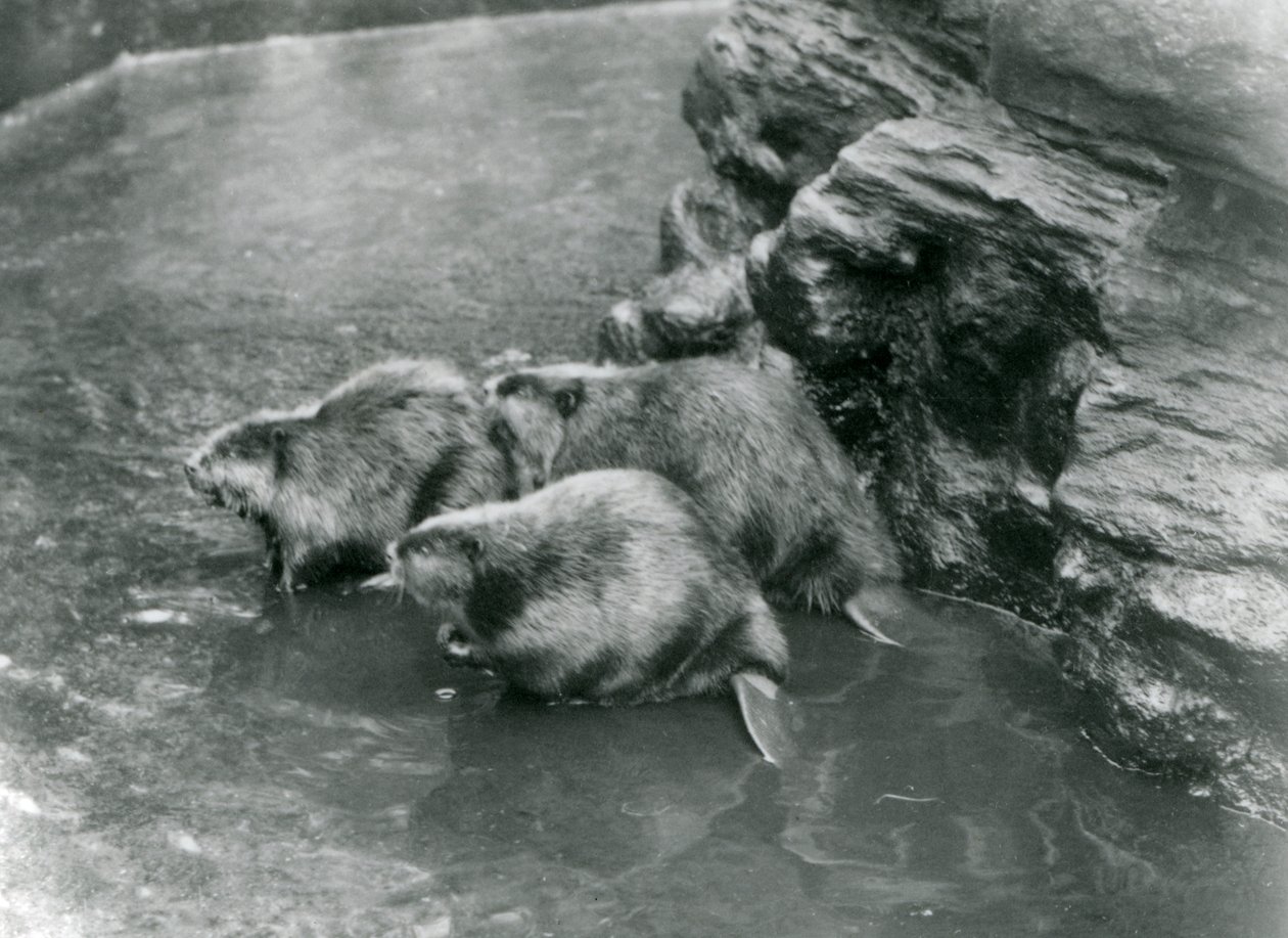 Tres castores en su piscina en el Zoológico de Londres, años 1920 de Frederick William Bond