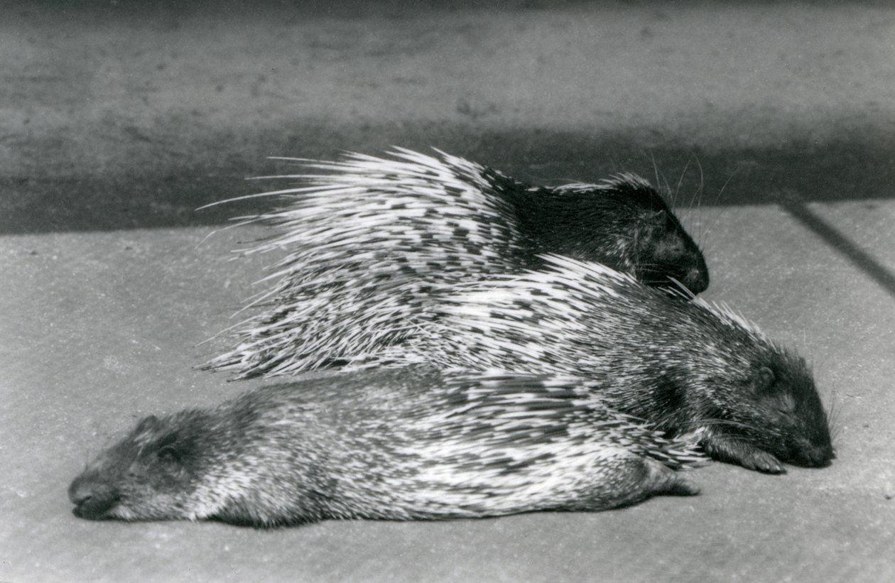 Tres puercoespines del Cabo de Sudáfrica, Zoológico de Londres, 1925 de Frederick William Bond