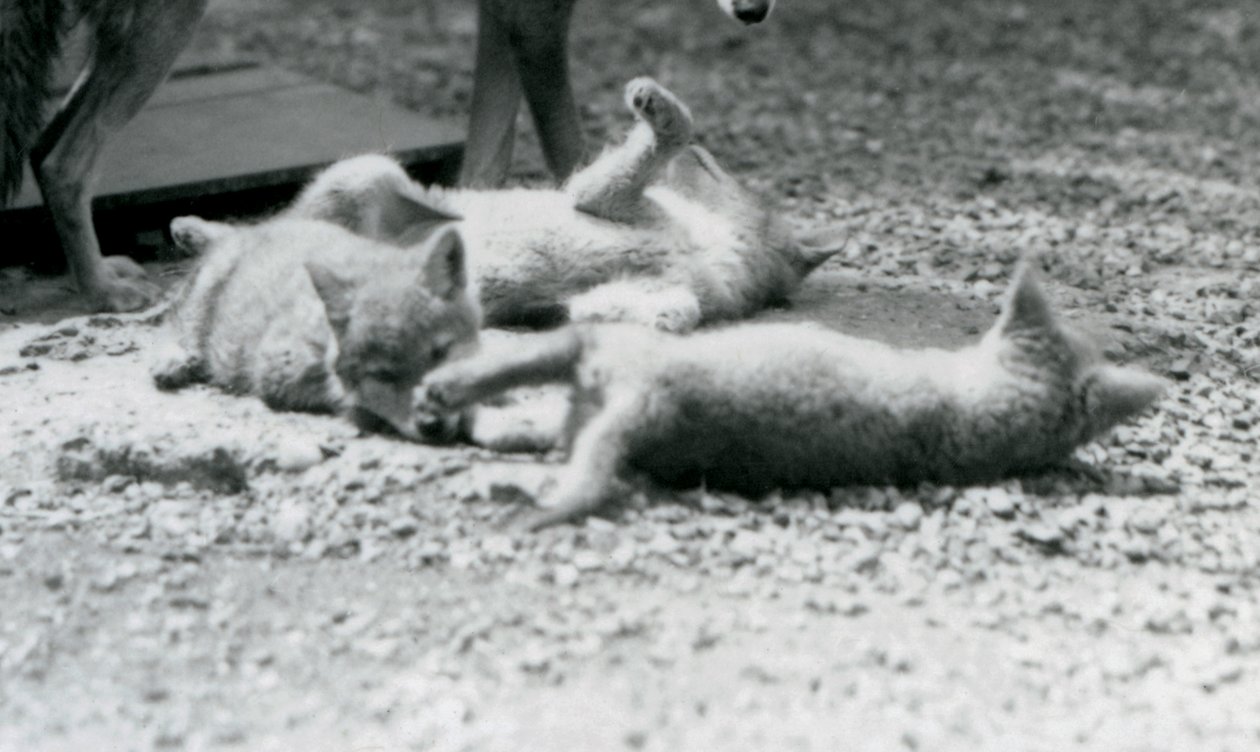 Tres cachorros de coyote rodando en el suelo, a los pies de su madre, Zoológico de Londres de Frederick William Bond