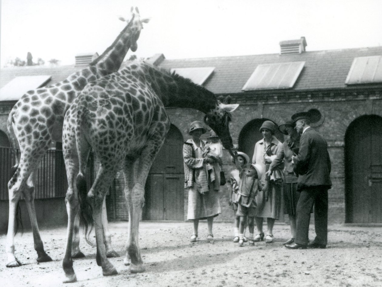Tres damas con tres niños pequeños visitan la Jirafa en su corral fuera de la Casa de la Jirafa, Zoológico de Londres, julio de 1926 de Frederick William Bond