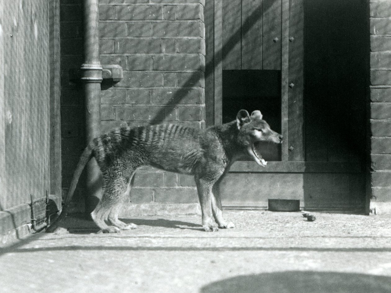 Tilacino / Lobo de Tasmania en el Zoológico de Londres en agosto de 1926 (foto en blanco y negro) de Frederick William Bond