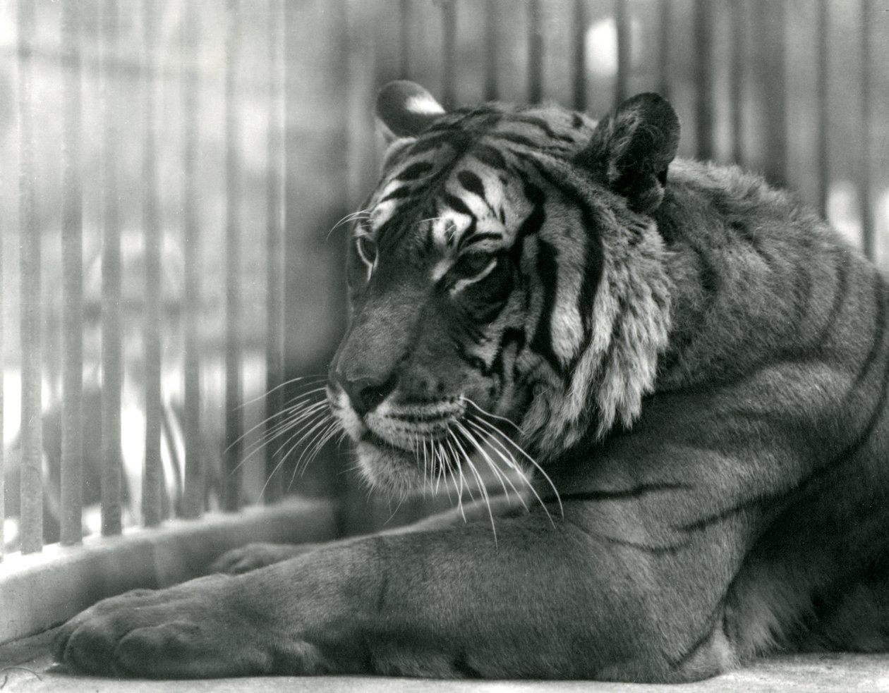 Tigre Sam en el Zoológico de Londres, 1925 de Frederick William Bond