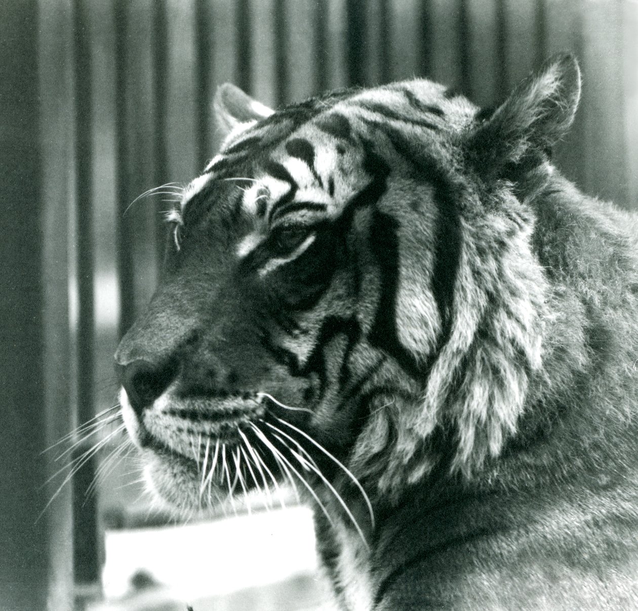 Tigre Sam en el Zoológico de Londres en 1925 de Frederick William Bond