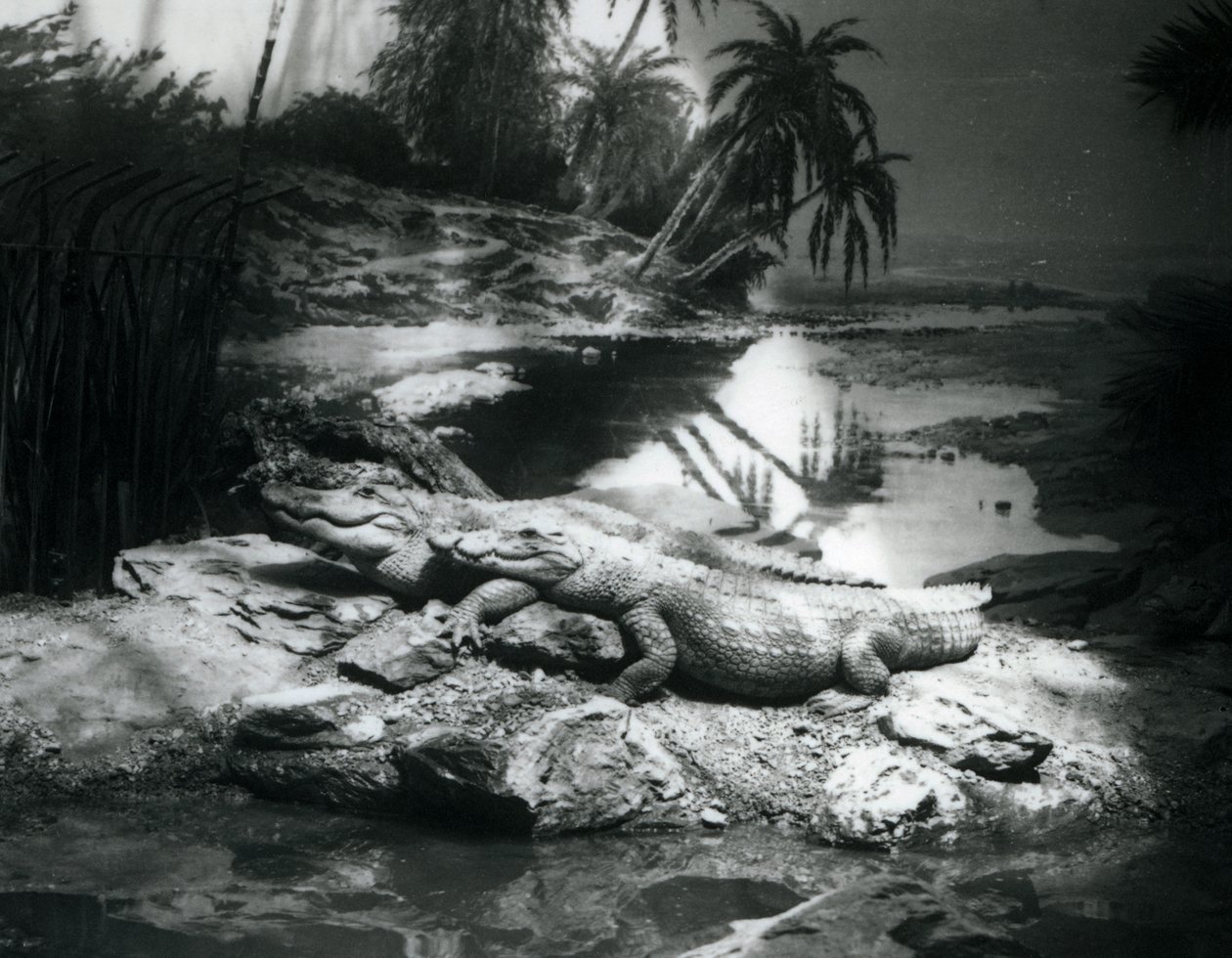 Dos caimanes en un entorno panorámico, Zoológico de Londres en junio de 1927 de Frederick William Bond