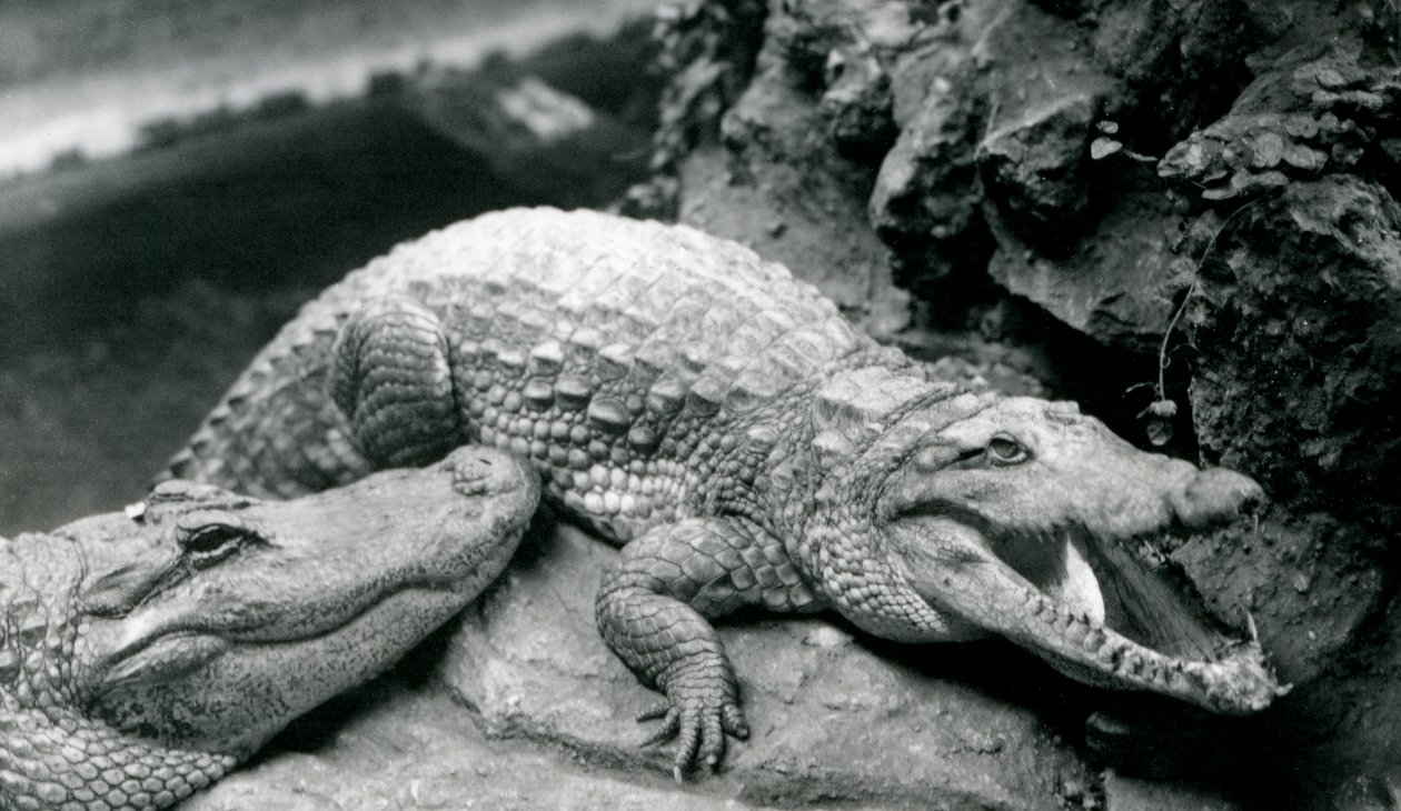 Dos caimanes americanos en el zoológico de Londres, julio de 1914 de Frederick William Bond