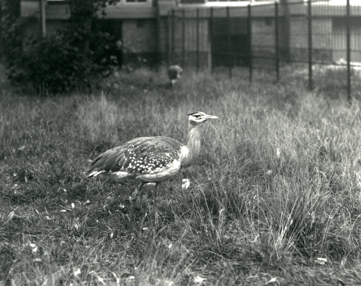 Dos avutardas árabes en su recinto en el Zoológico de Londres, septiembre de 1927 de Frederick William Bond