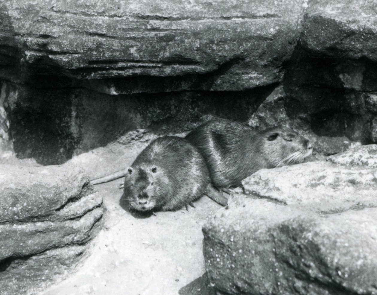 Dos coipos descansando entre las rocas en su recinto en el Zoológico de Londres, abril de 1925 de Frederick William Bond