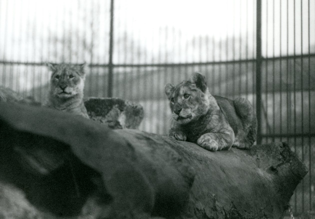 Dos cachorros de león, que nacieron en la colección, en su recinto en el zoológico de Londres, abril de 1924 de Frederick William Bond