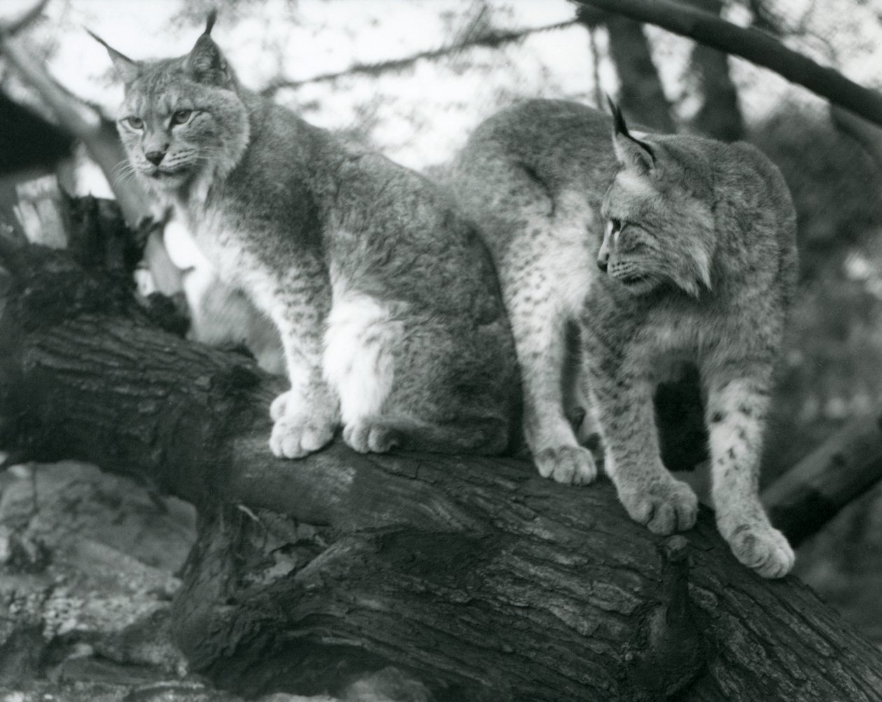 Dos linces boreales, uno sentado y otro de pie, en una rama, Zoológico de Londres, octubre de 1925 de Frederick William Bond