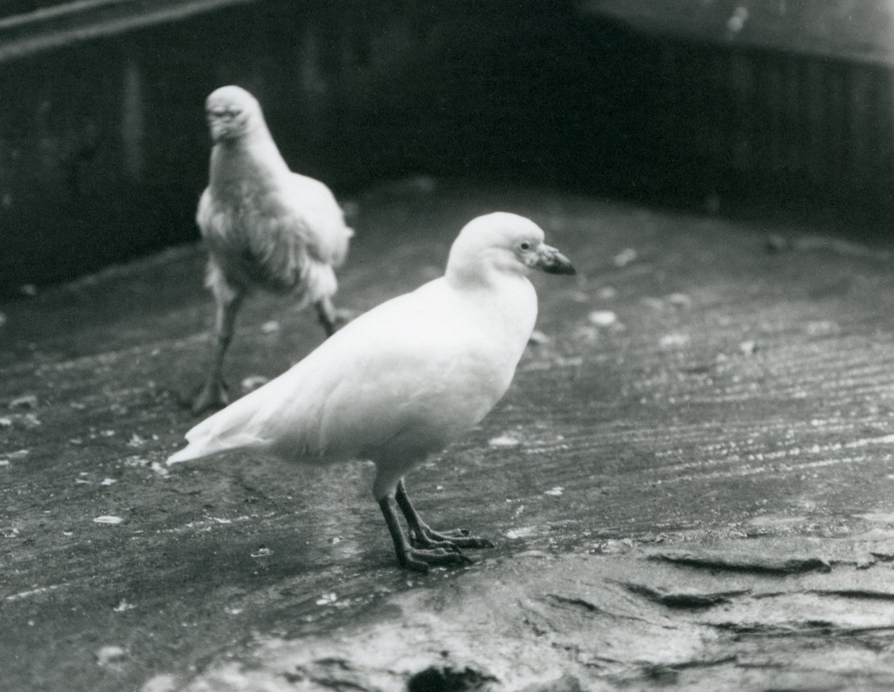 Dos Sheathbills nevados de pie y caminando en el suelo en el Zoológico de Londres, agosto de 1927 de Frederick William Bond