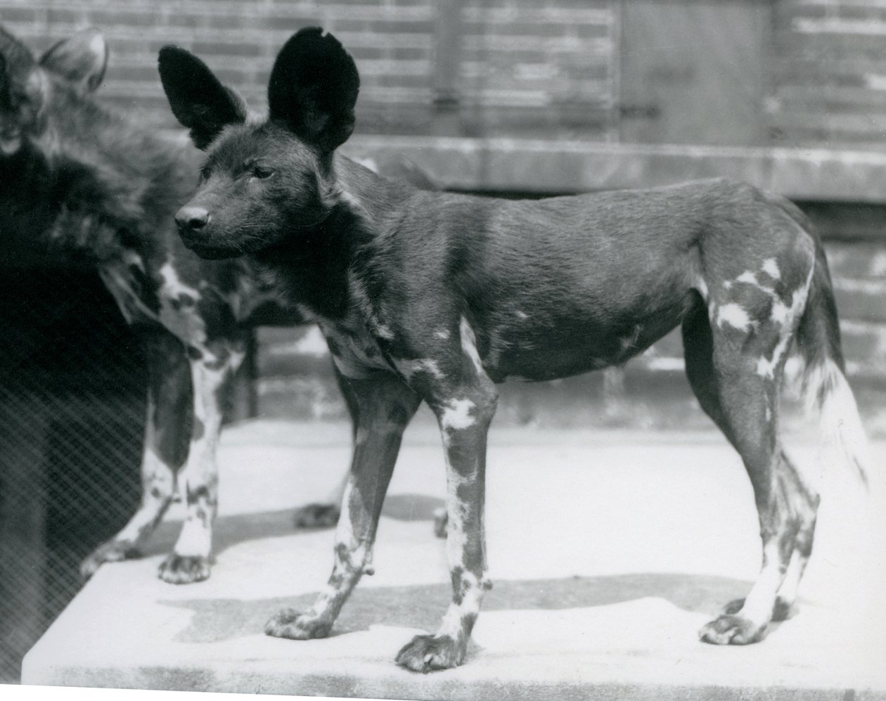 Dos perros salvajes somalíes en el Zoológico de Londres, julio de 1925 de Frederick William Bond
