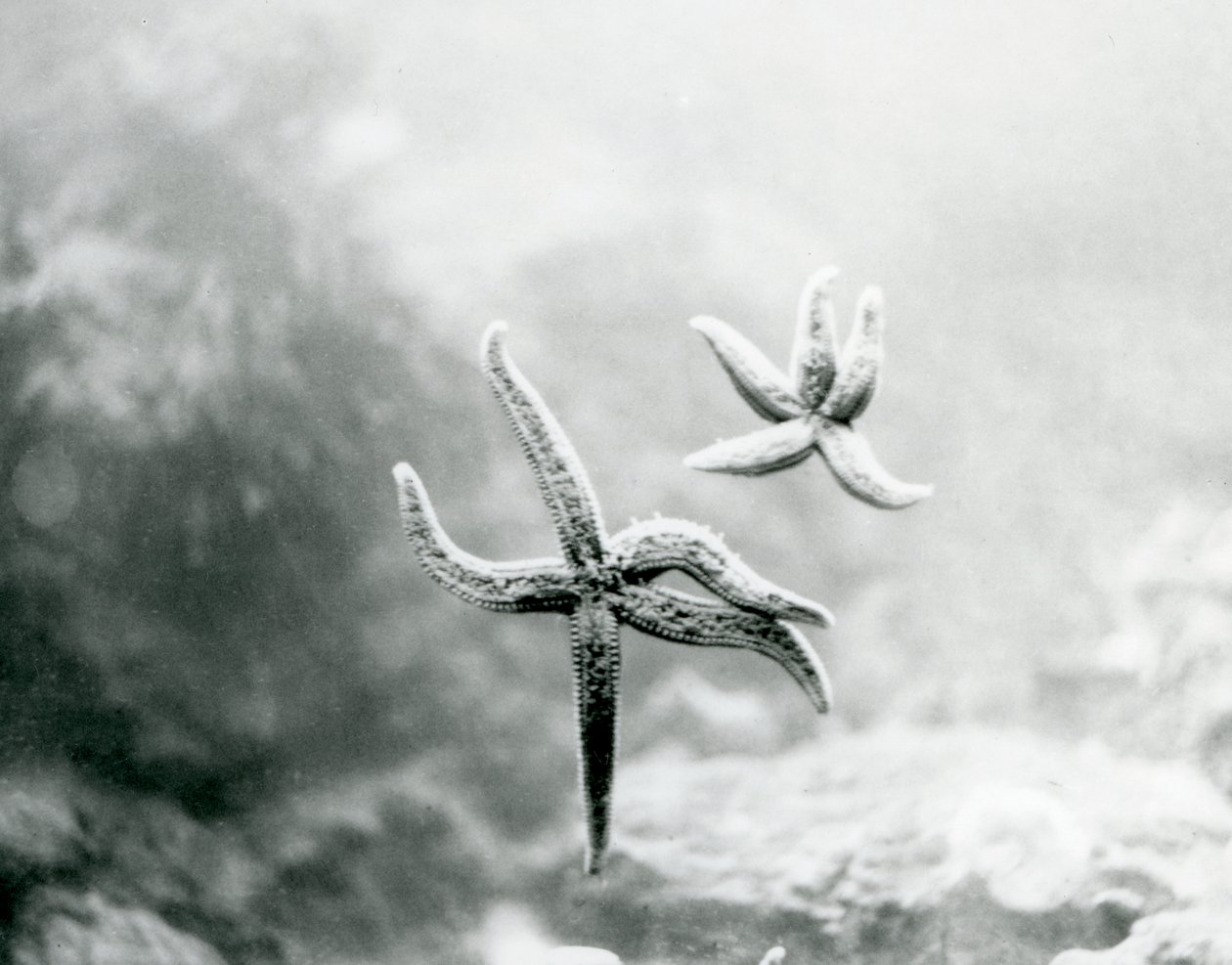 Dos estrellas de mar, en el vidrio del acuario, mostrando sus partes inferiores en el Zoológico de Londres en marzo de 1925 de Frederick William Bond