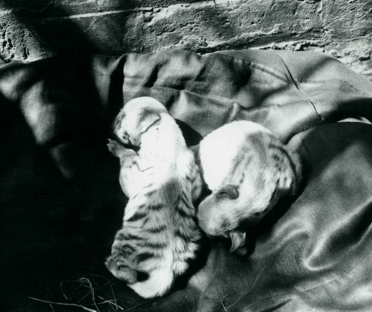 Dos cachorros de hiena rayada en el zoológico de Londres, c.1914 de Frederick William Bond