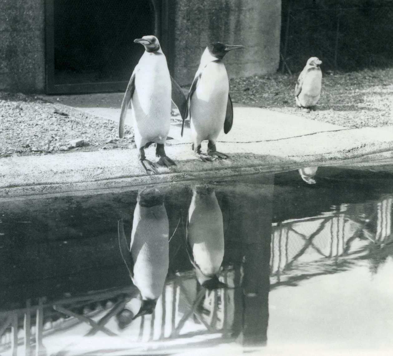Dos pingüinos rey adultos de pie junto a su piscina con sus reflejos en el agua, zoológico de Londres de Frederick William Bond