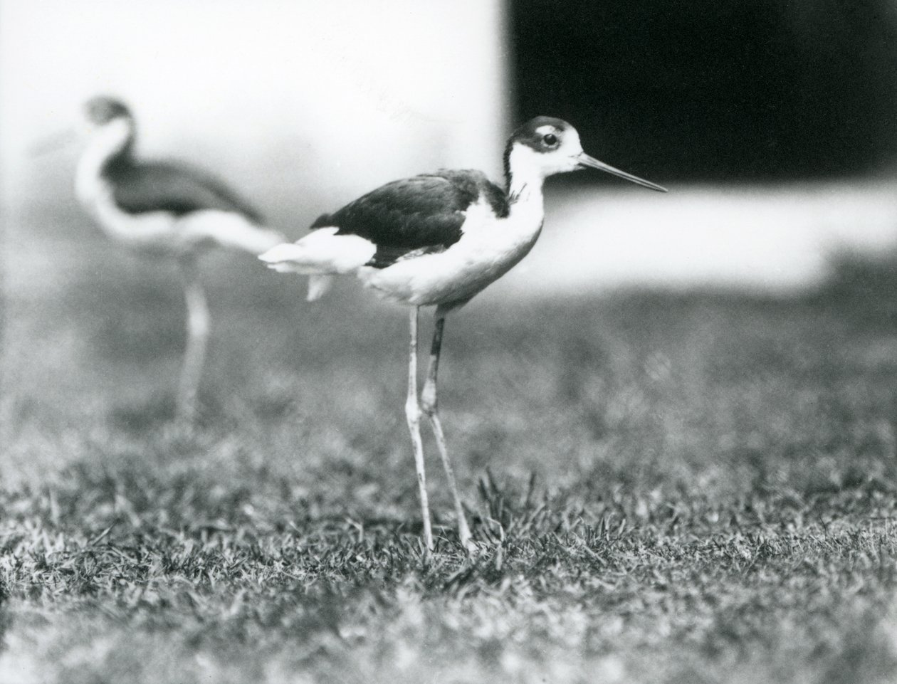 Dos avocetas de cuello negro de pie en el césped, Zoológico de Londres, julio de 1925 de Frederick William Bond
