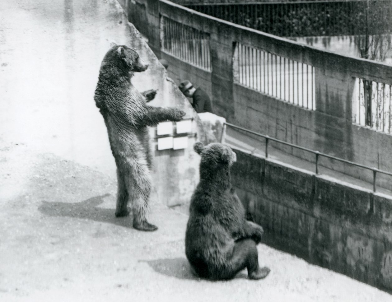 Dos osos pardos, uno de pie sobre sus patas traseras y otro sentado, mirando hacia abajo desde las Terrazas Mappin, Zoológico de Londres, julio de 1925 de Frederick William Bond