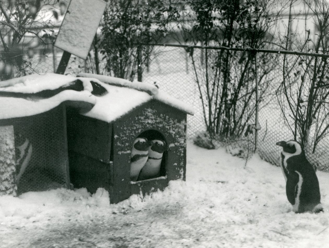 Dos pingüinos de patas negras en peligro de extinción miran desde su caja nido, en la nieve, mientras otro observa, Zoológico de Londres, 1924 de Frederick William Bond