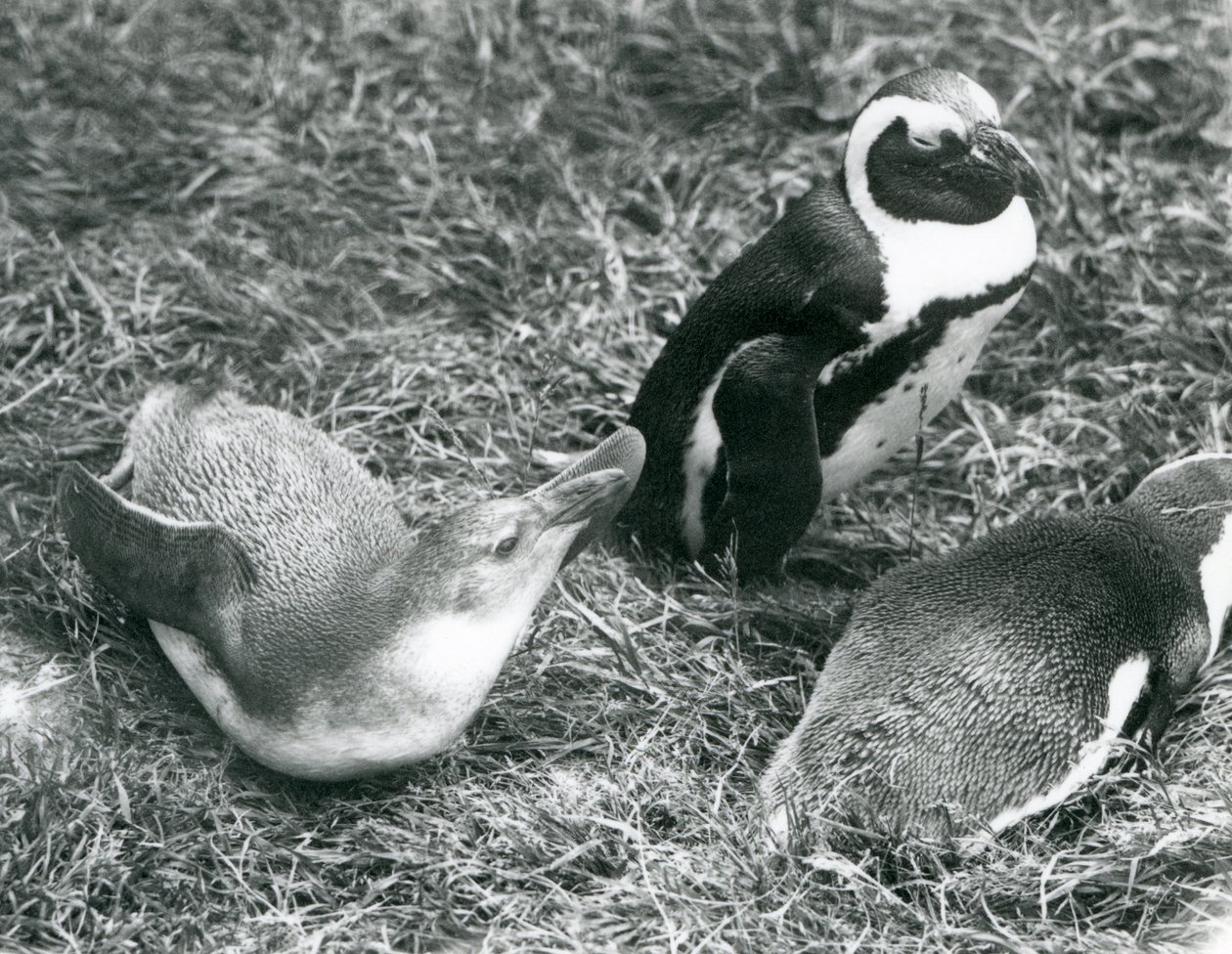 Dos pingüinos africanos juveniles y uno adulto en el Zoológico de Londres, abril de 1925 de Frederick William Bond