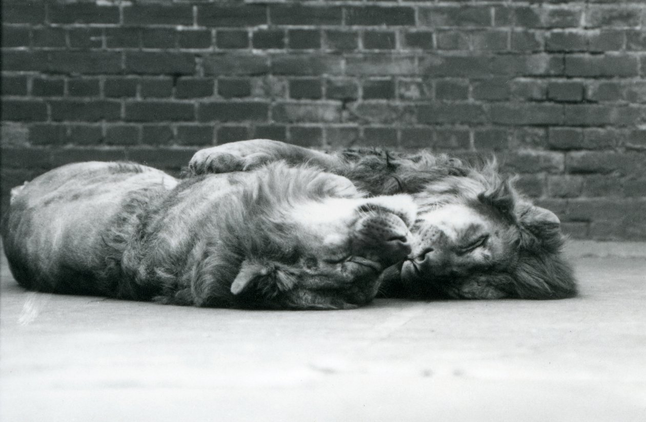 Dos leones acostados durmiendo con sus patas alrededor del otro, Zoológico de Londres de Frederick William Bond