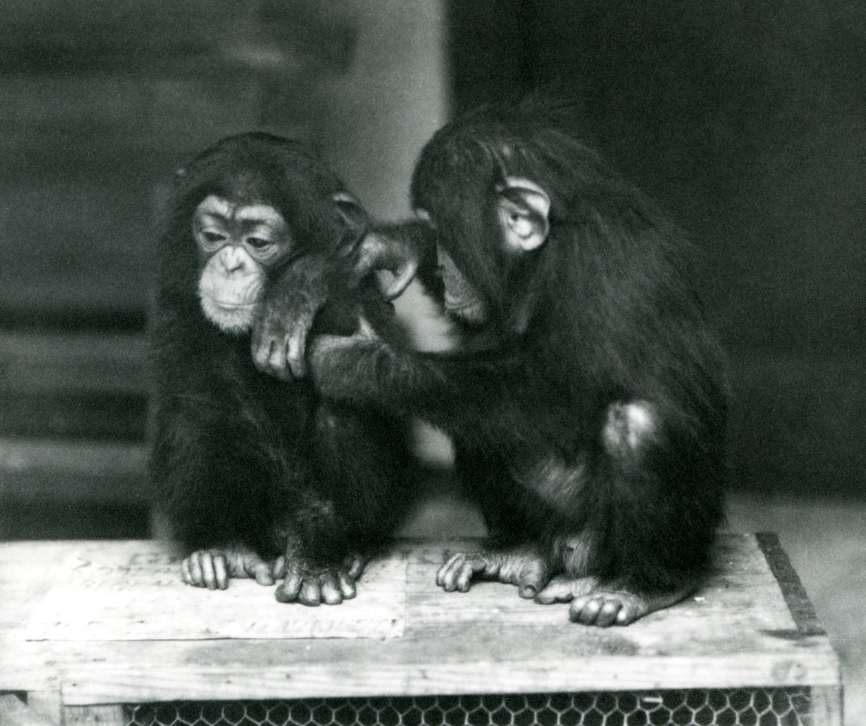 Dos jóvenes chimpancés sentados en una caja de madera, Zoológico de Londres, 1924 de Frederick William Bond