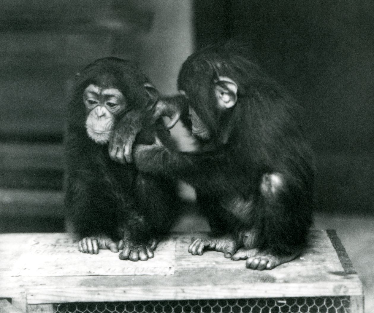 Dos jóvenes chimpancés sentados en una caja de madera. Uno se queda quieto mientras el otro le acicala el pelaje, zoológico de Londres de Frederick William Bond