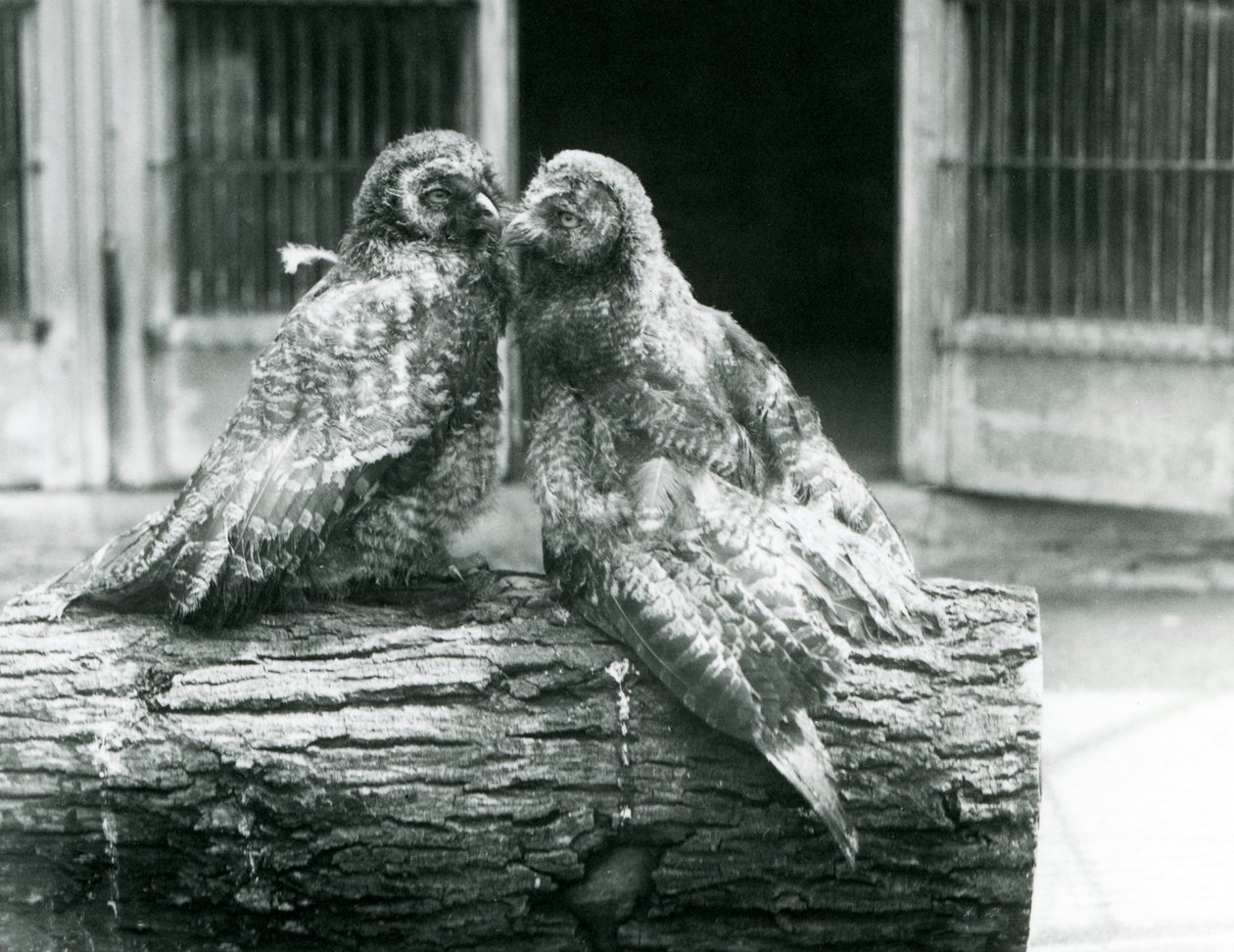 Dos jóvenes búhos grises grandes, también conocidos como búhos de Laponia, enfrentados sentados en un tronco, Zoológico de Londres, agosto de 1926 de Frederick William Bond