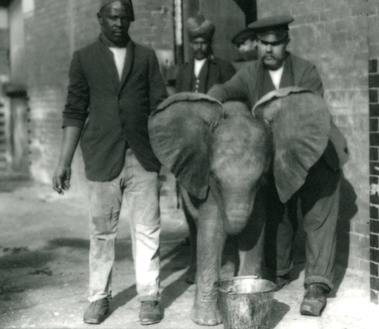 Joven elefante africano Kiberenge, bebiendo de un cubo, con los entrenadores Darish y Syed Ali, y el cuidador H. Robertson en 1923 de Frederick William Bond