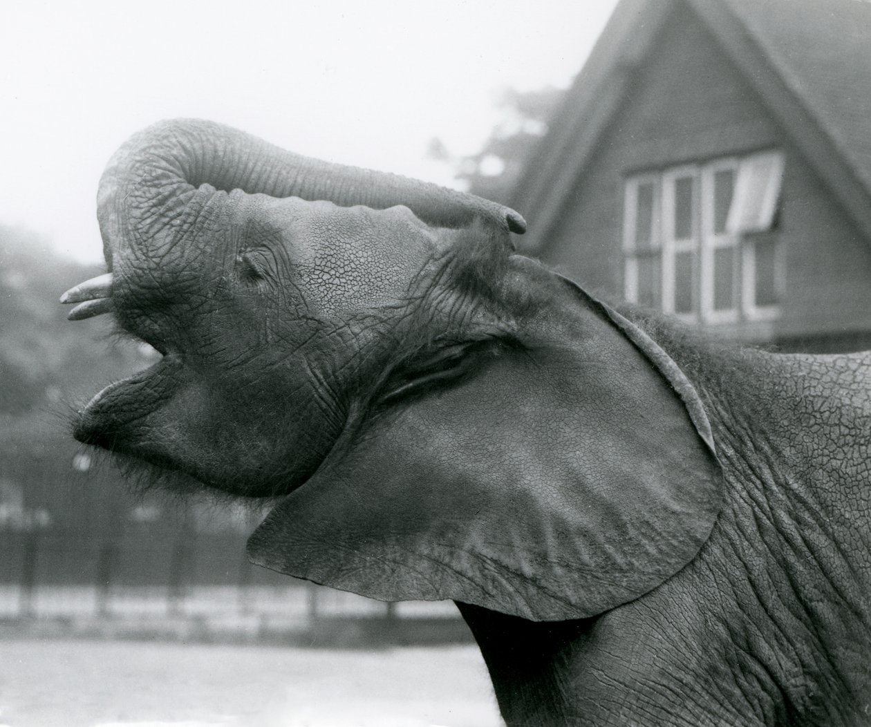 Joven elefante africano Kiberenge levantando su trompa y llamando, Zoológico de Londres, agosto de 1925 de Frederick William Bond