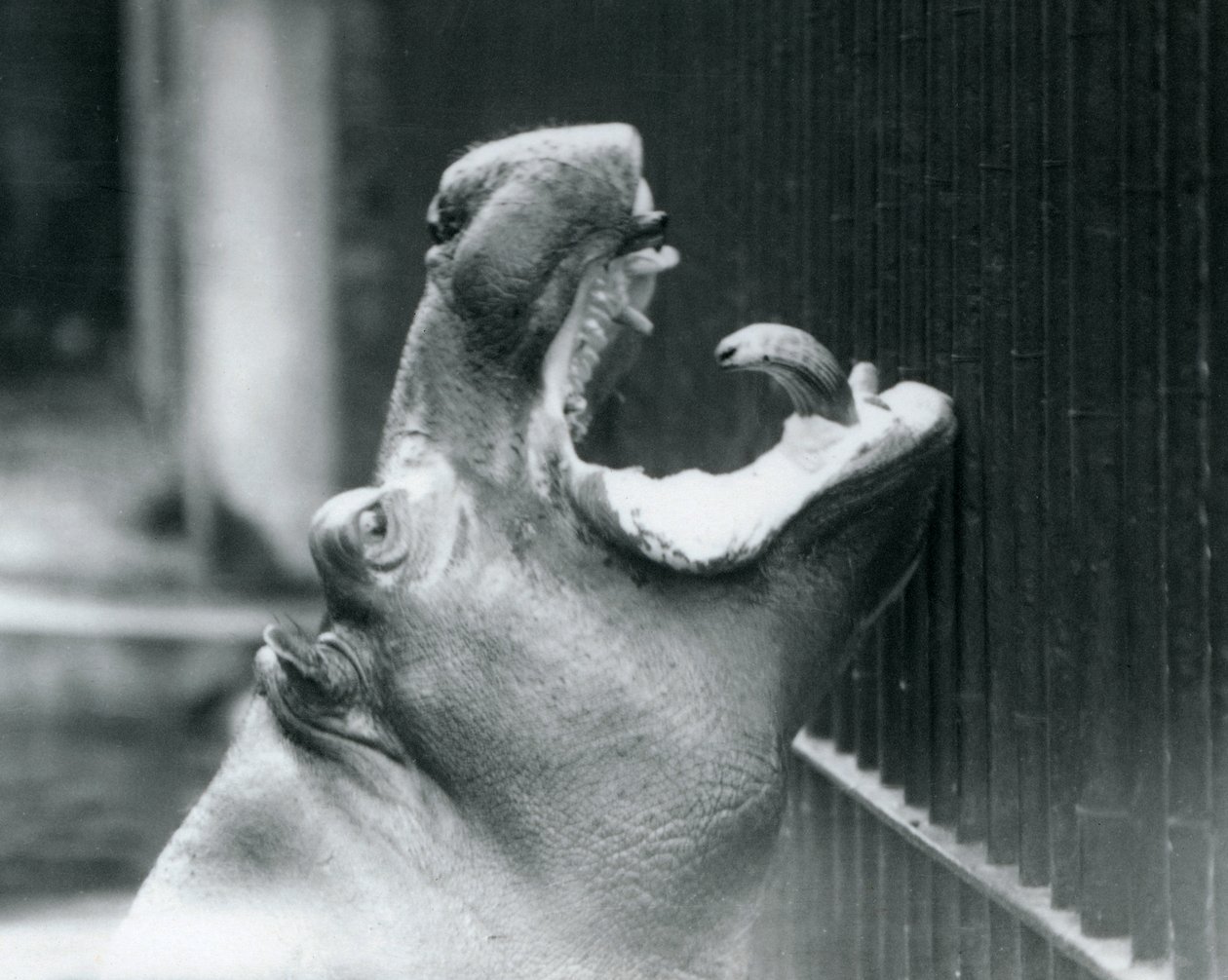 Joven hipopótamo Bobbie en el Zoológico de Londres, 1927 de Frederick William Bond