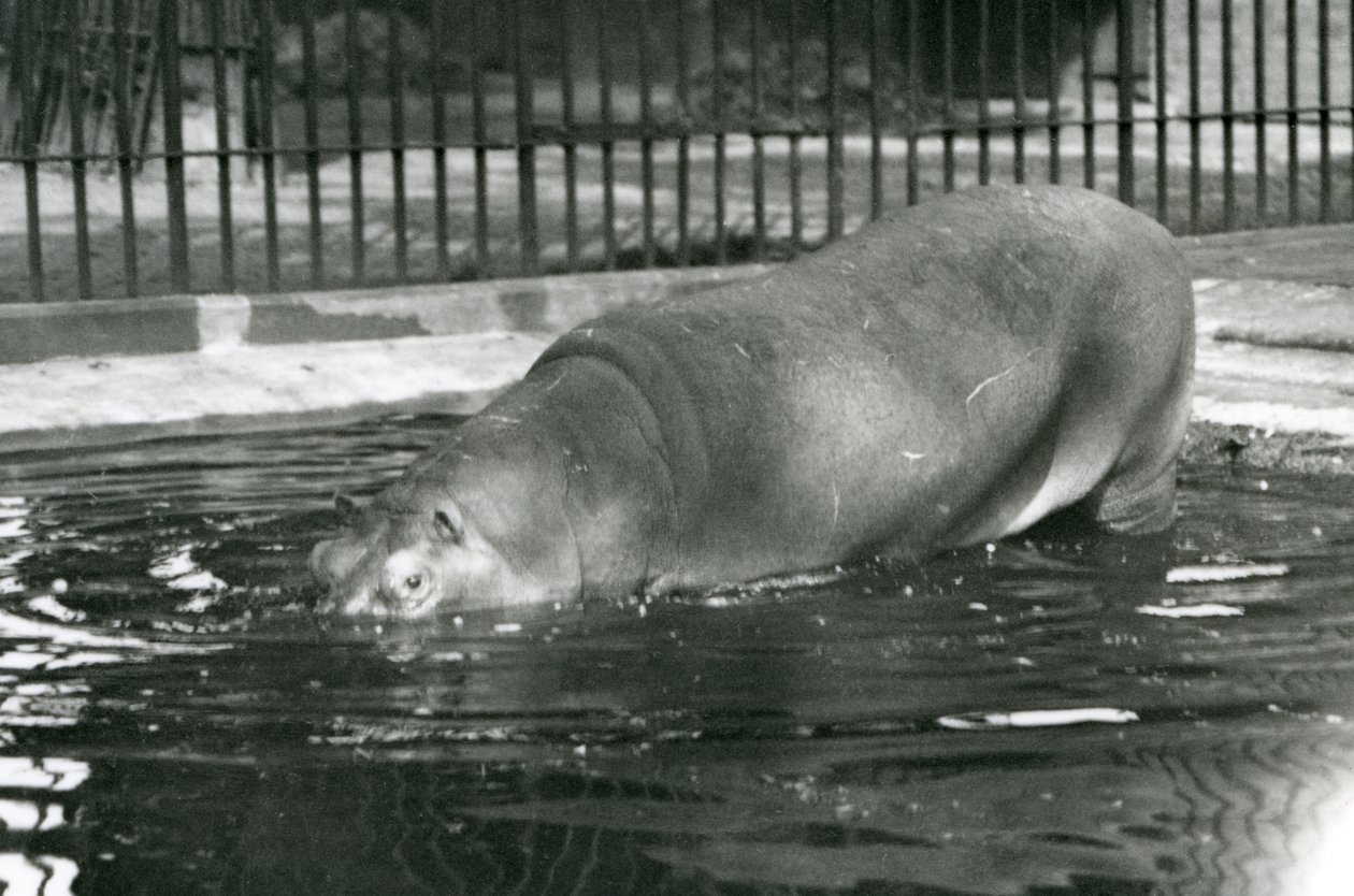 Joven hipopótamo Bobbie entrando a su piscina en el zoológico de Londres en agosto de 1927 de Frederick William Bond
