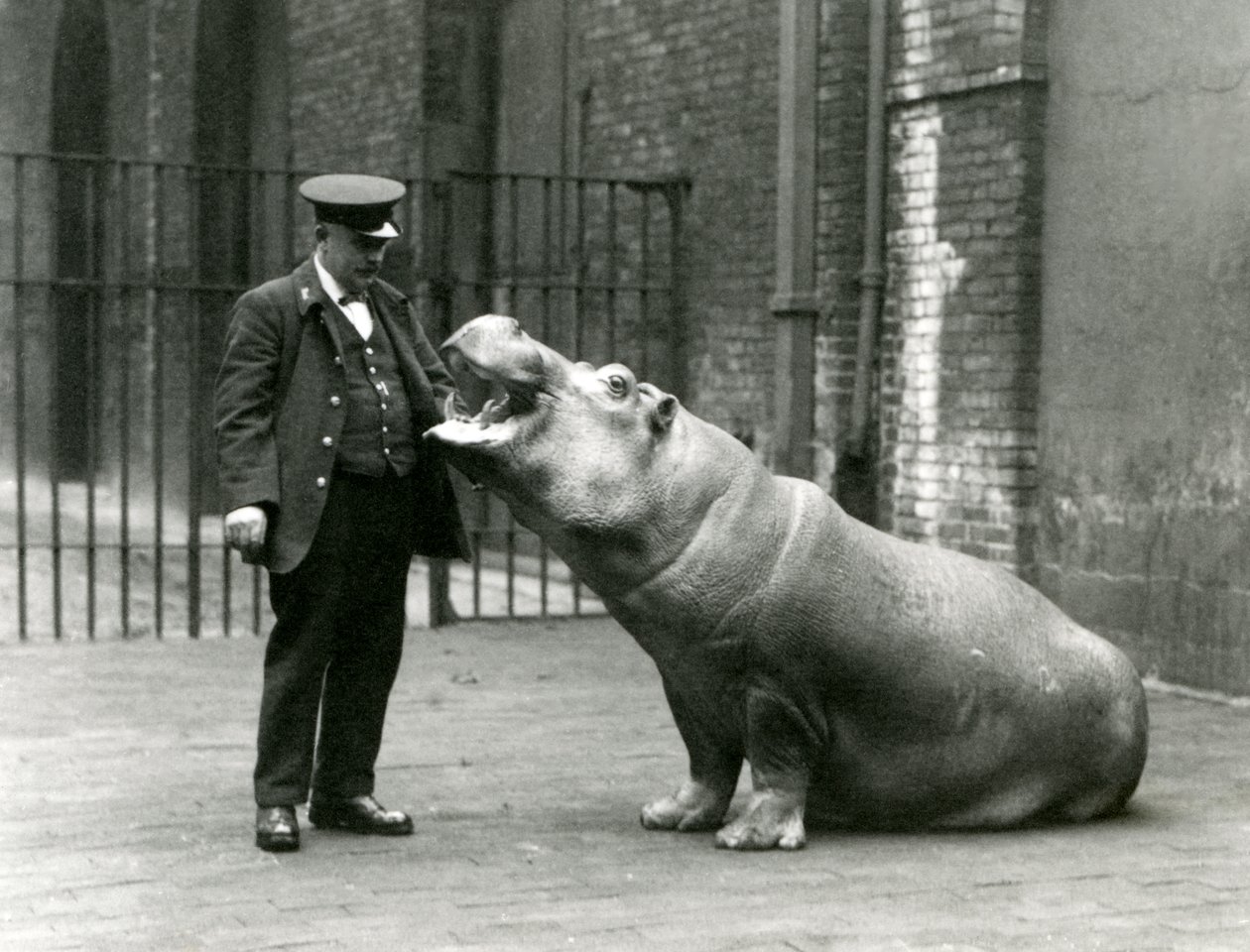 El joven hipopótamo Bobbie sentado para el cuidador Ernie Bowman, Zoológico de Londres, julio de 1923 de Frederick William Bond