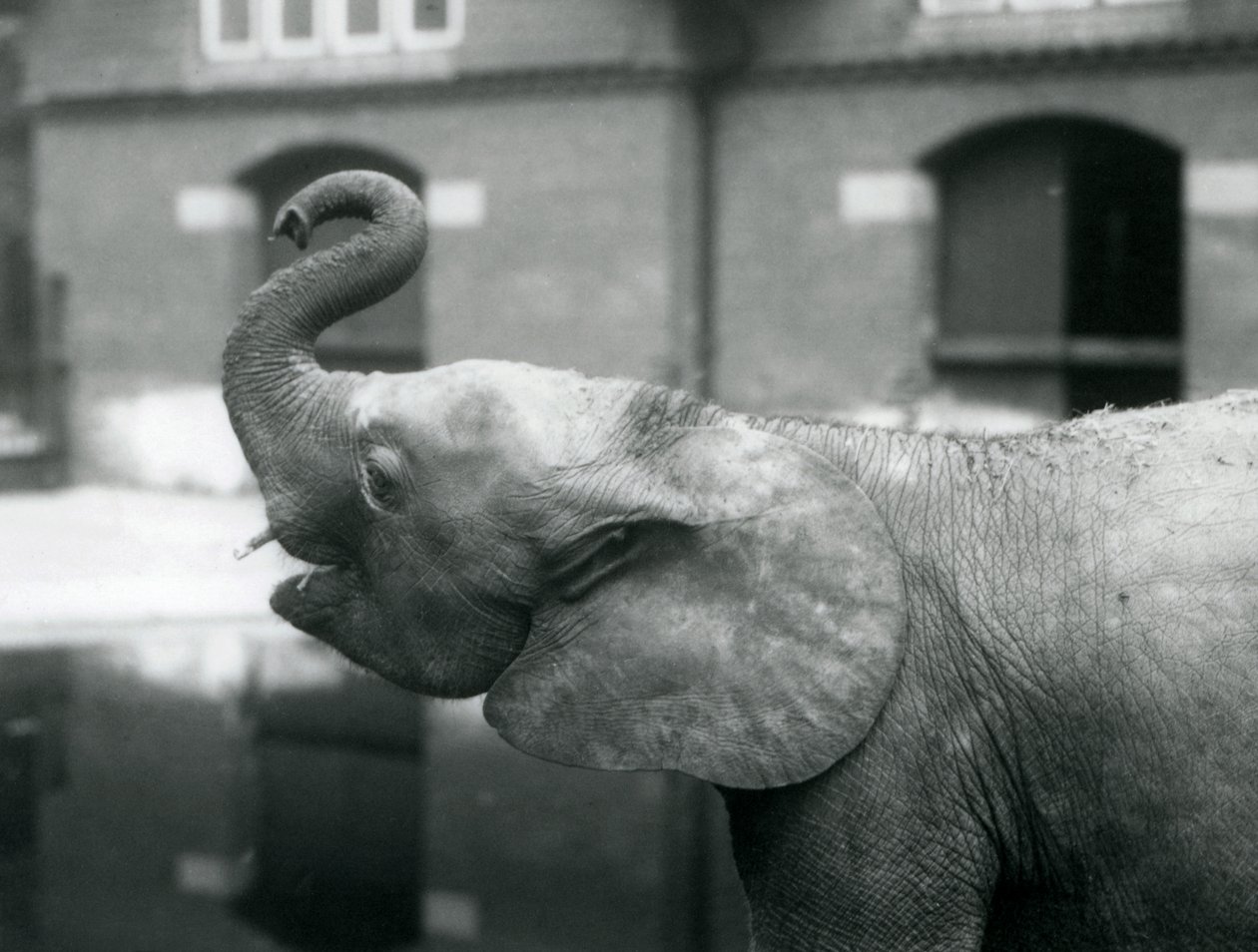 La joven elefante pigmea africana Oojah levantando su trompa en el Zoológico de Londres, agosto de 1925 de Frederick William Bond