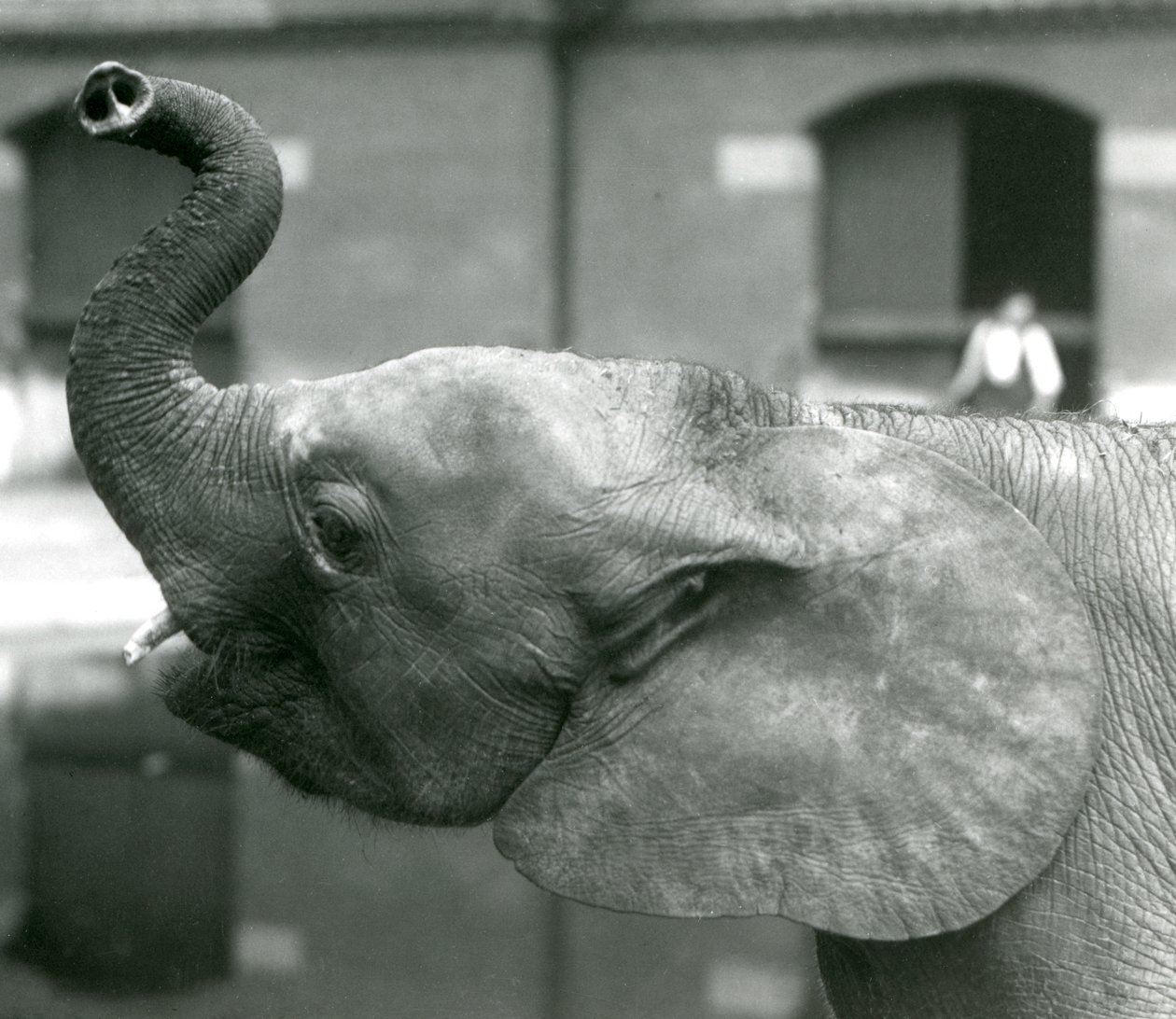 Joven elefante pigmeo africano Oojah levantando su trompa en el Zoológico de Londres, agosto de 1925 de Frederick William Bond