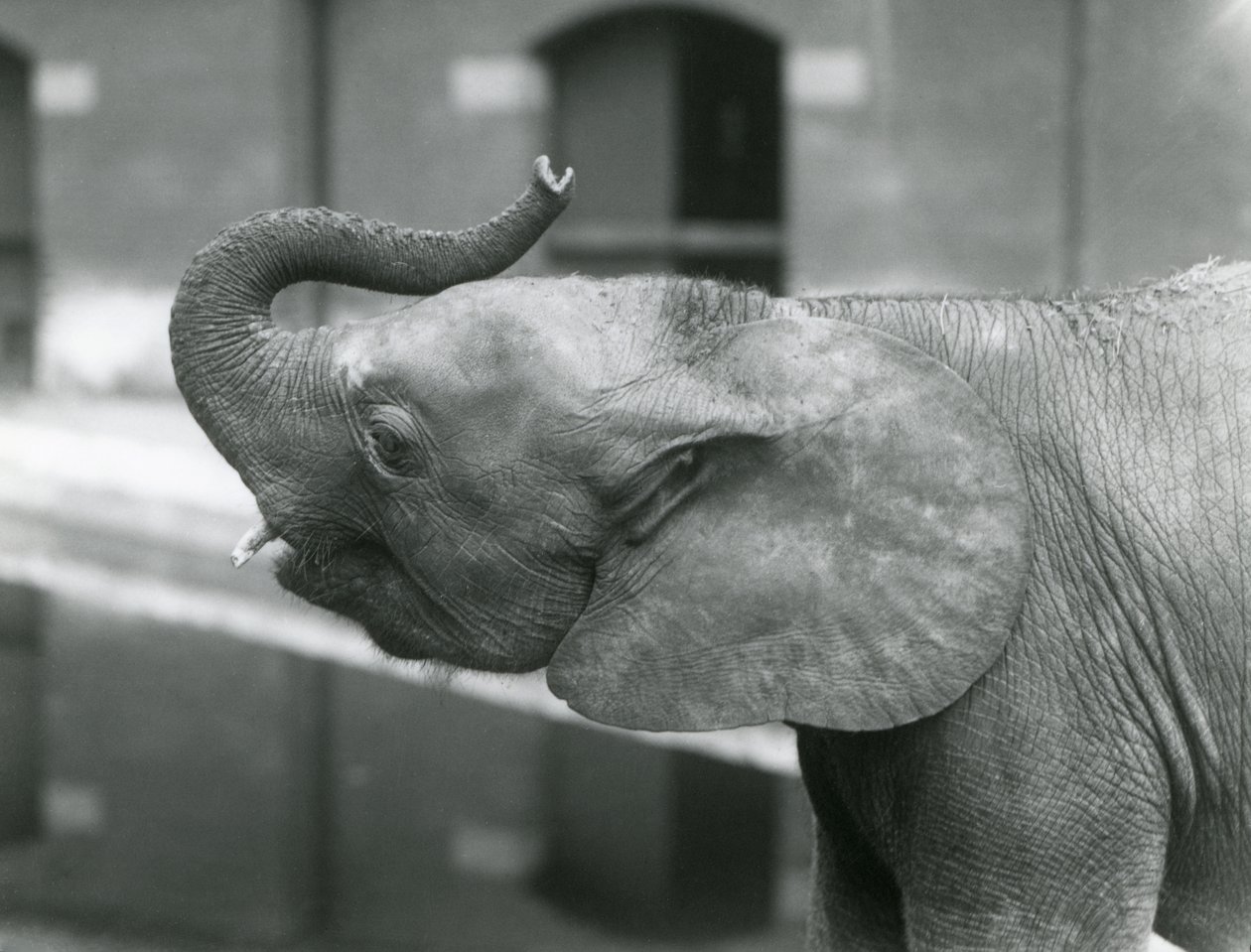 La joven elefanta pigmea africana Oojah levantando su trompa en el Zoológico de Londres, julio de 1925 de Frederick William Bond