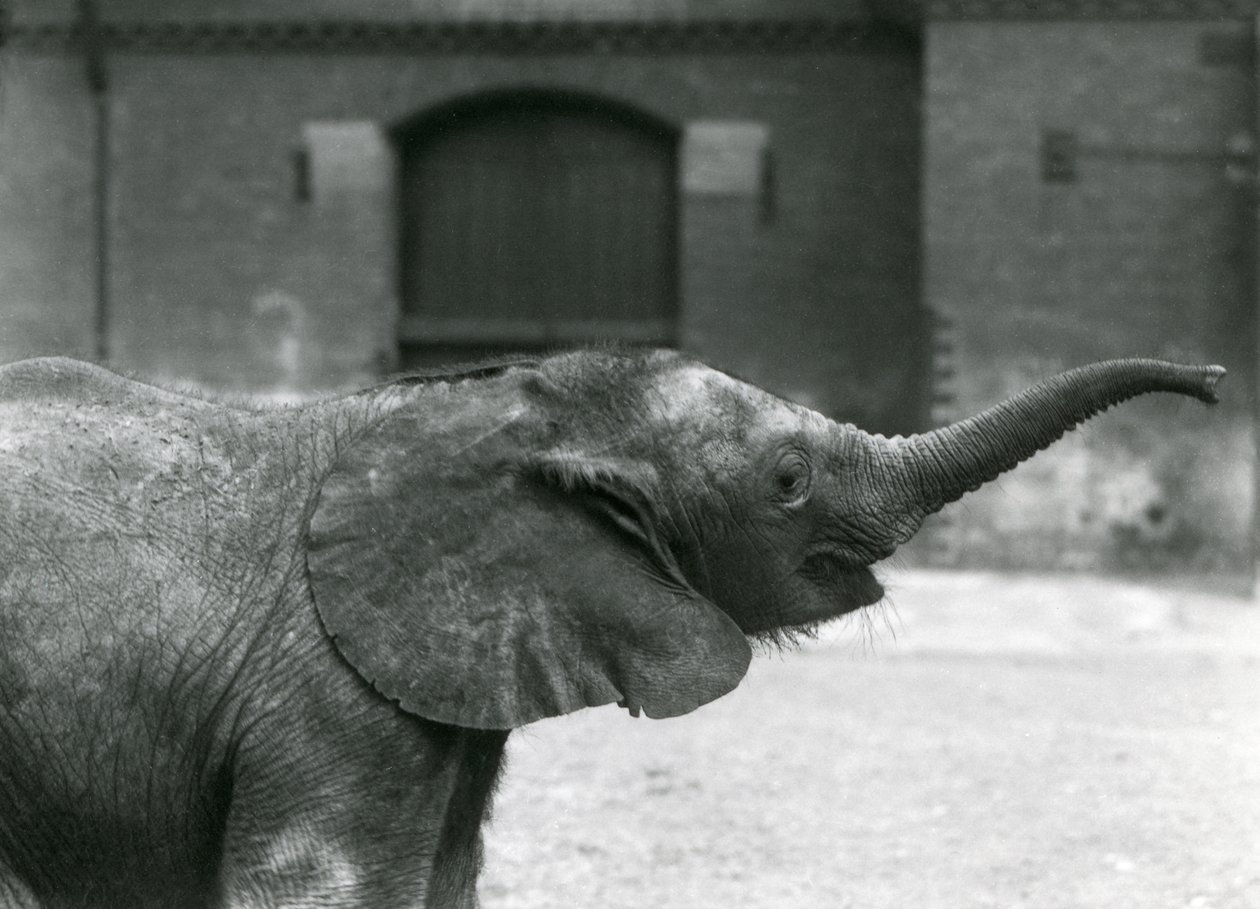 La joven elefanta pigmea africana Oojah levantando su trompa para recibir un premio en el Zoológico de Londres, julio de 1925 de Frederick William Bond