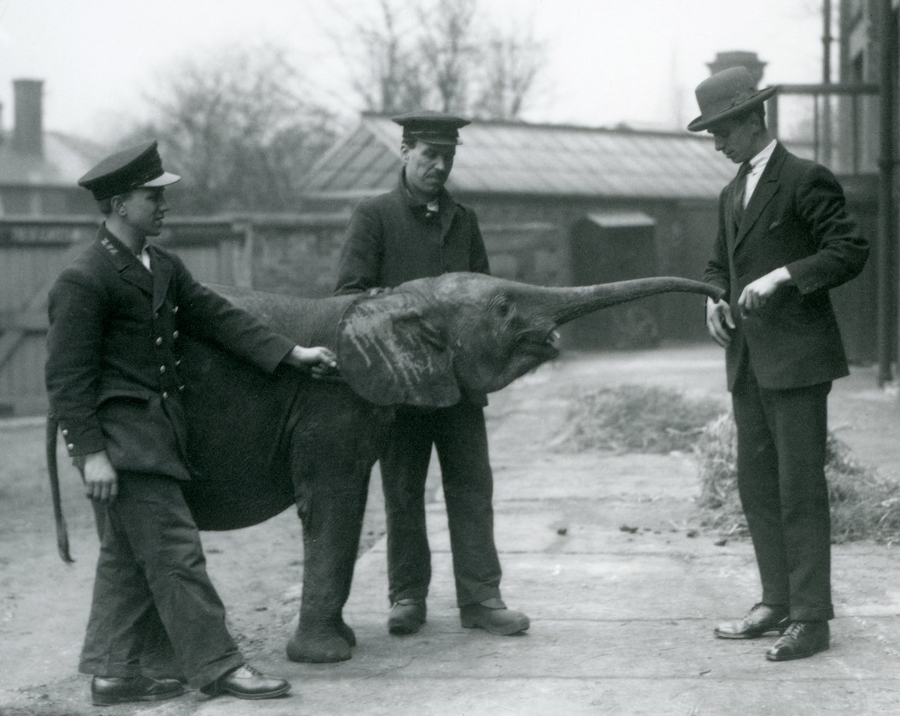 Joven elefante pigmeo africano hembra Oojah levantando su trompa para recibir un premio en el Zoológico de Londres, junio de 1925 de Frederick William Bond