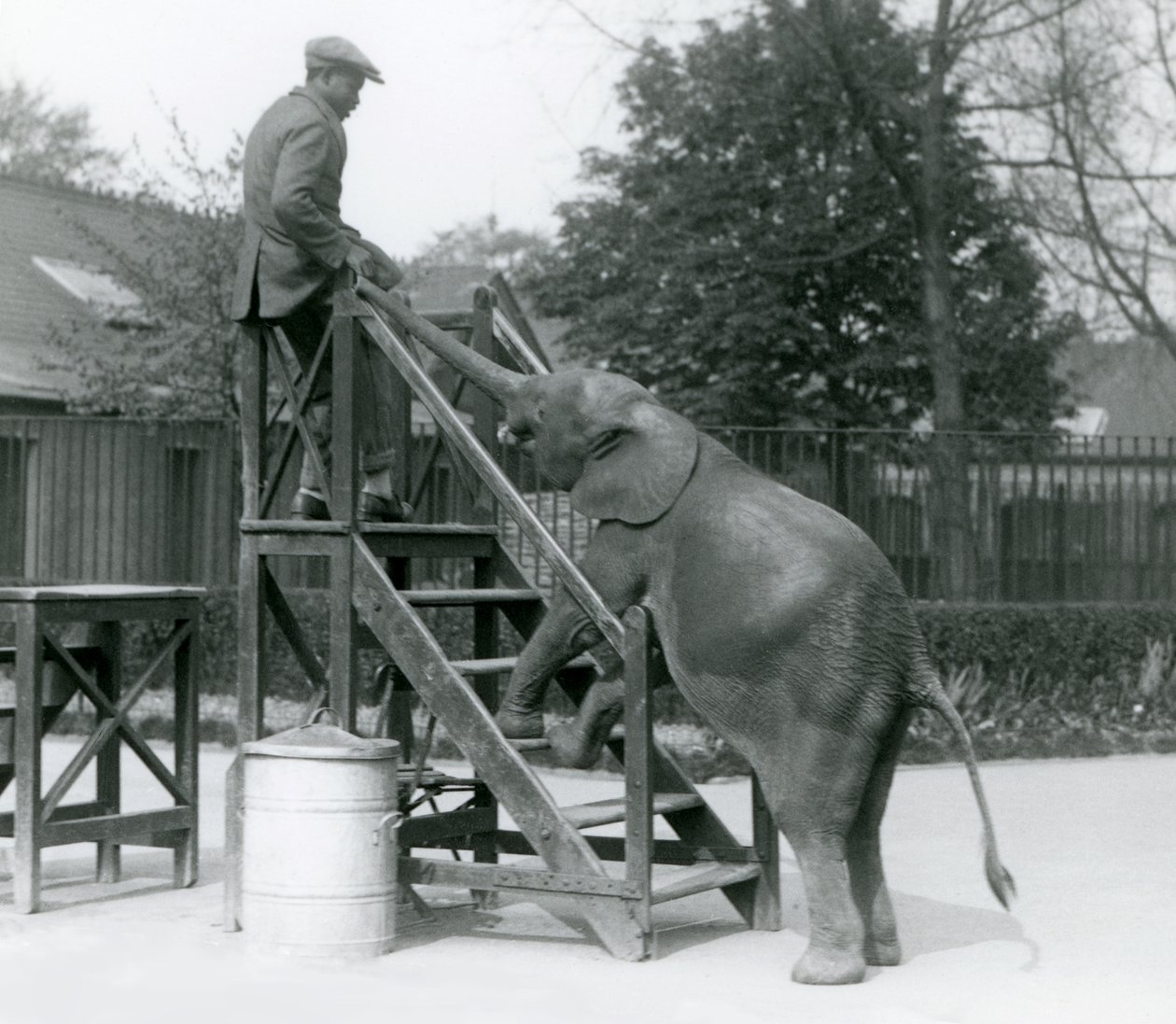 Joven elefante pigmeo africano Oojah con sus patas delanteras en los escalones de embarque, alcanzando a su entrenador, que está en el escalón superior, con su trompa, Zoológico de Londres, junio de 1925 de Frederick William Bond