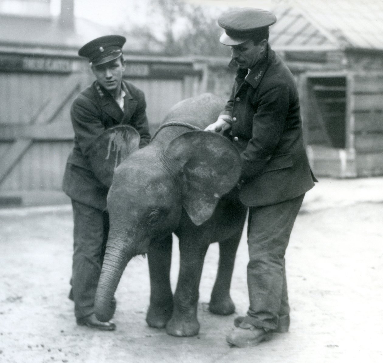 Joven elefante pigmeo africano hembra Oojah con dos cuidadores en el Zoológico de Londres en abril de 1925 de Frederick William Bond