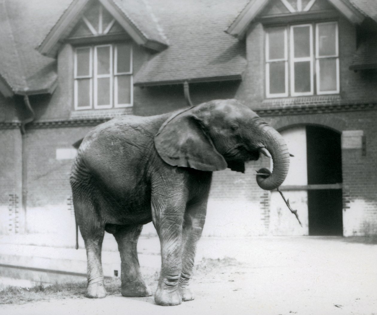 Joven elefante africano Kiberenge frente a la Casa de los Elefantes en el Zoológico de Londres, junio de 1927 de Frederick William Bond