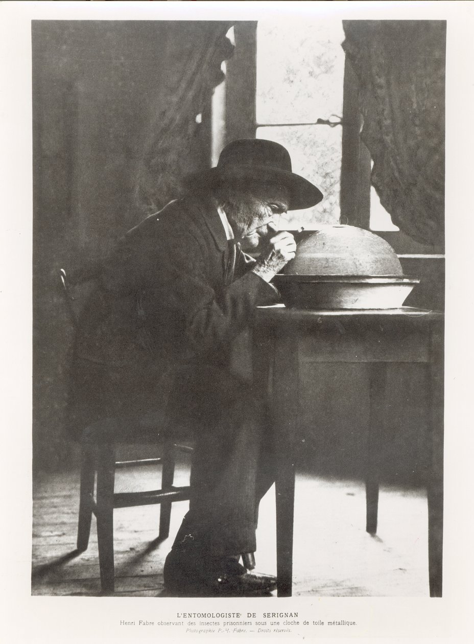 Jean-Henri Fabre (1823-1915) observando insectos, de Souvenirs Entomologiques, publicado en 1924 de French Photographer
