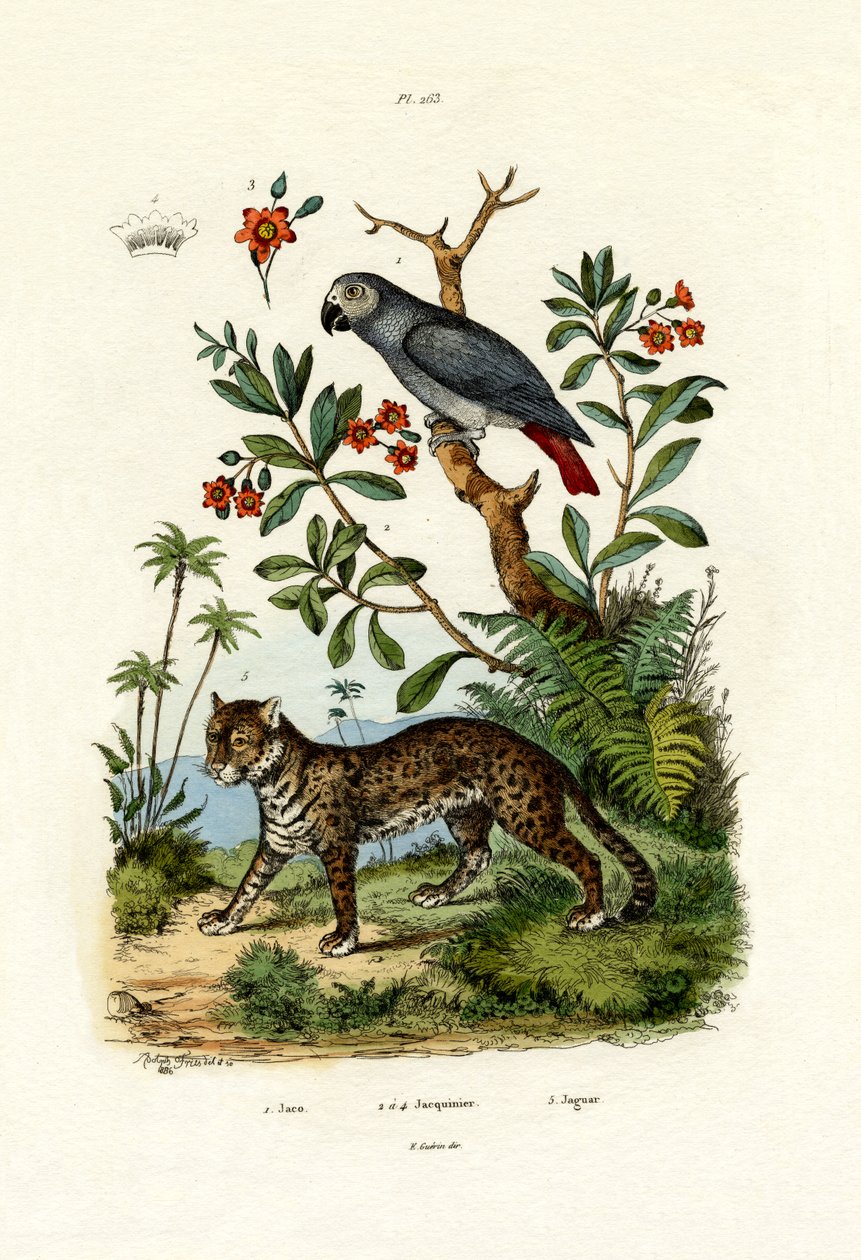 Loro Gris Africano de French School