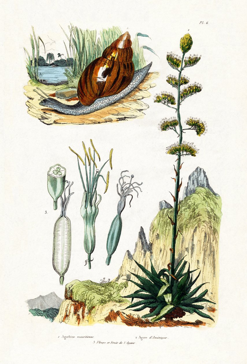 Caracol Ágata, 1833-39 de French School