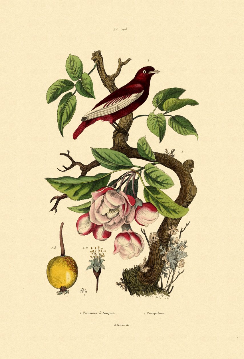 Manzana de French School