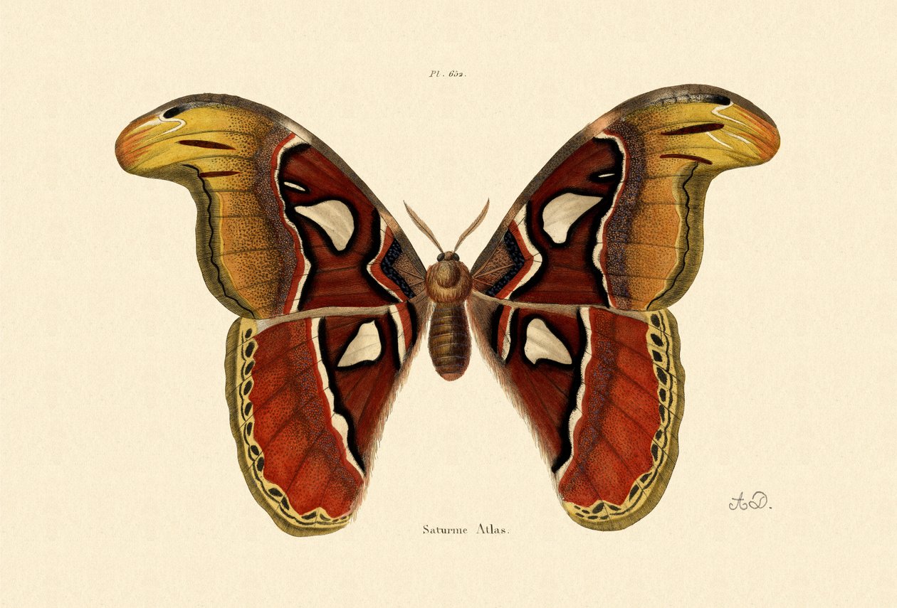 Polilla atlas, 1833-39 de French School