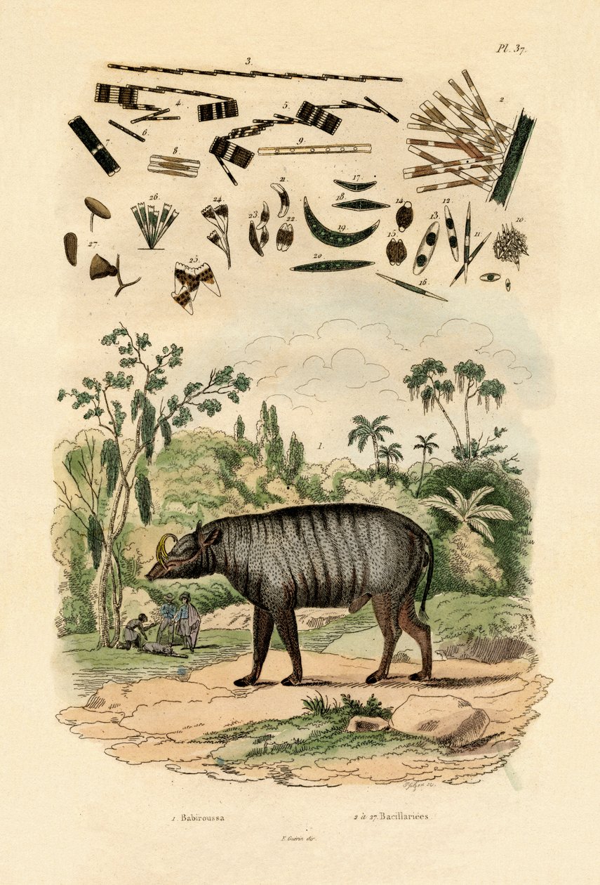 Babirusa, 1833-39 de French School