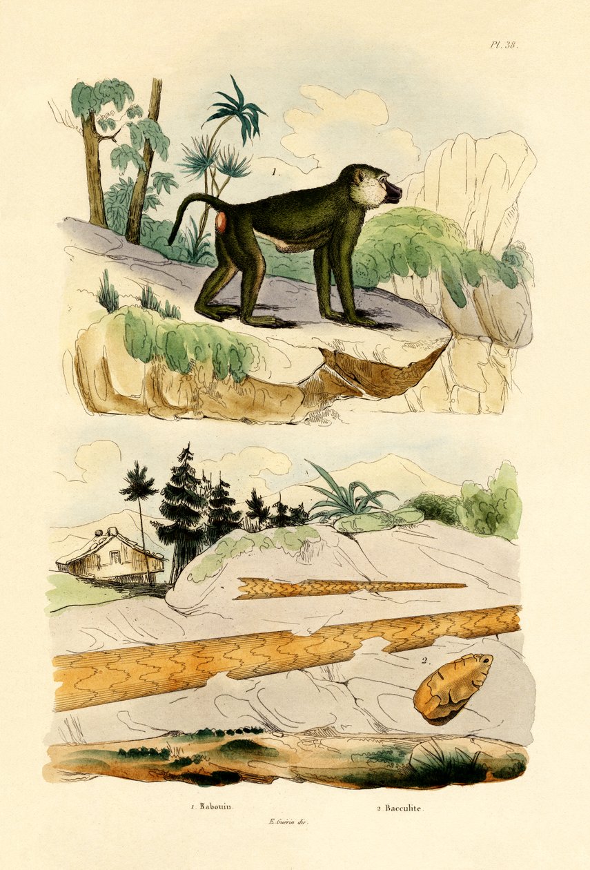 Babuino, 1833-39 de French School