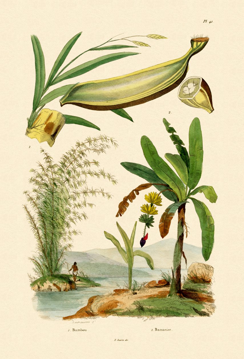 Bambú, 1833-39 de French School