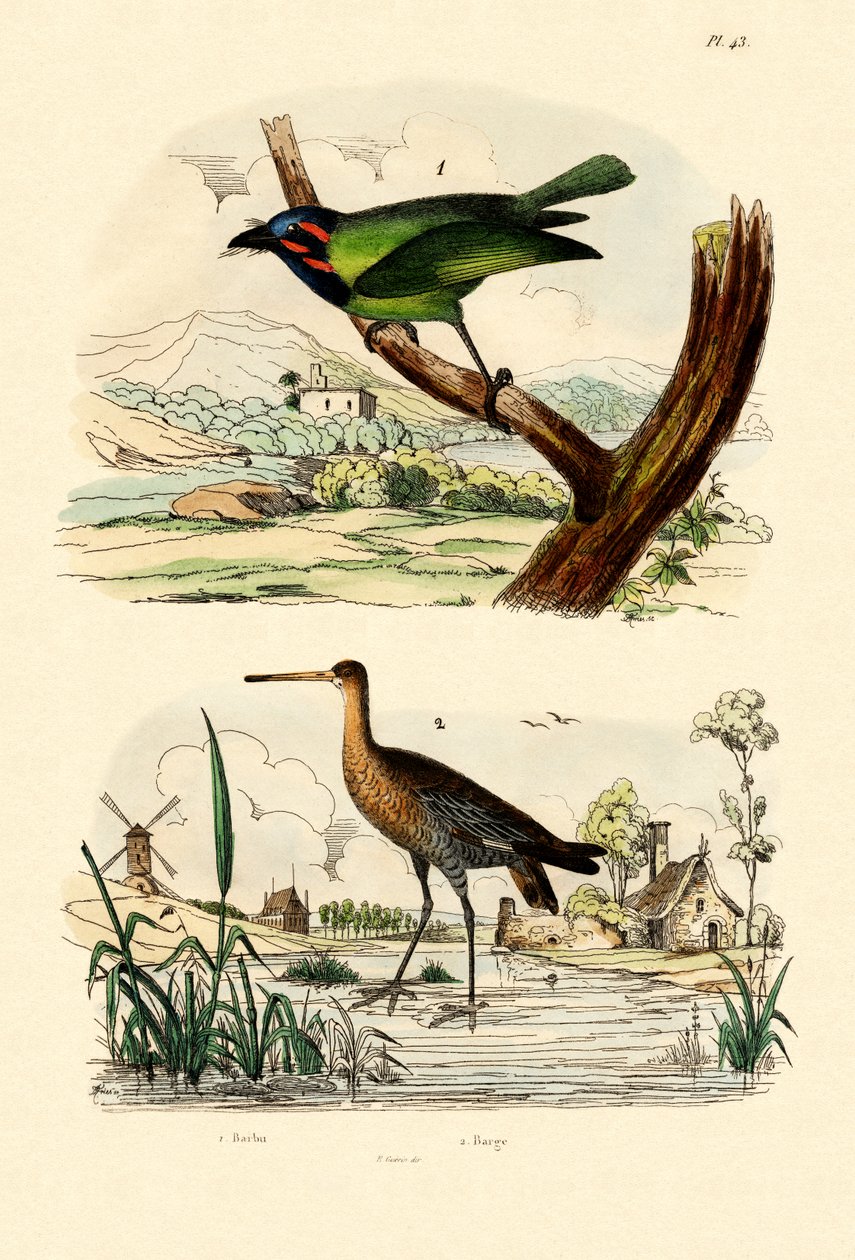 Barbudo, 1833-39 de French School