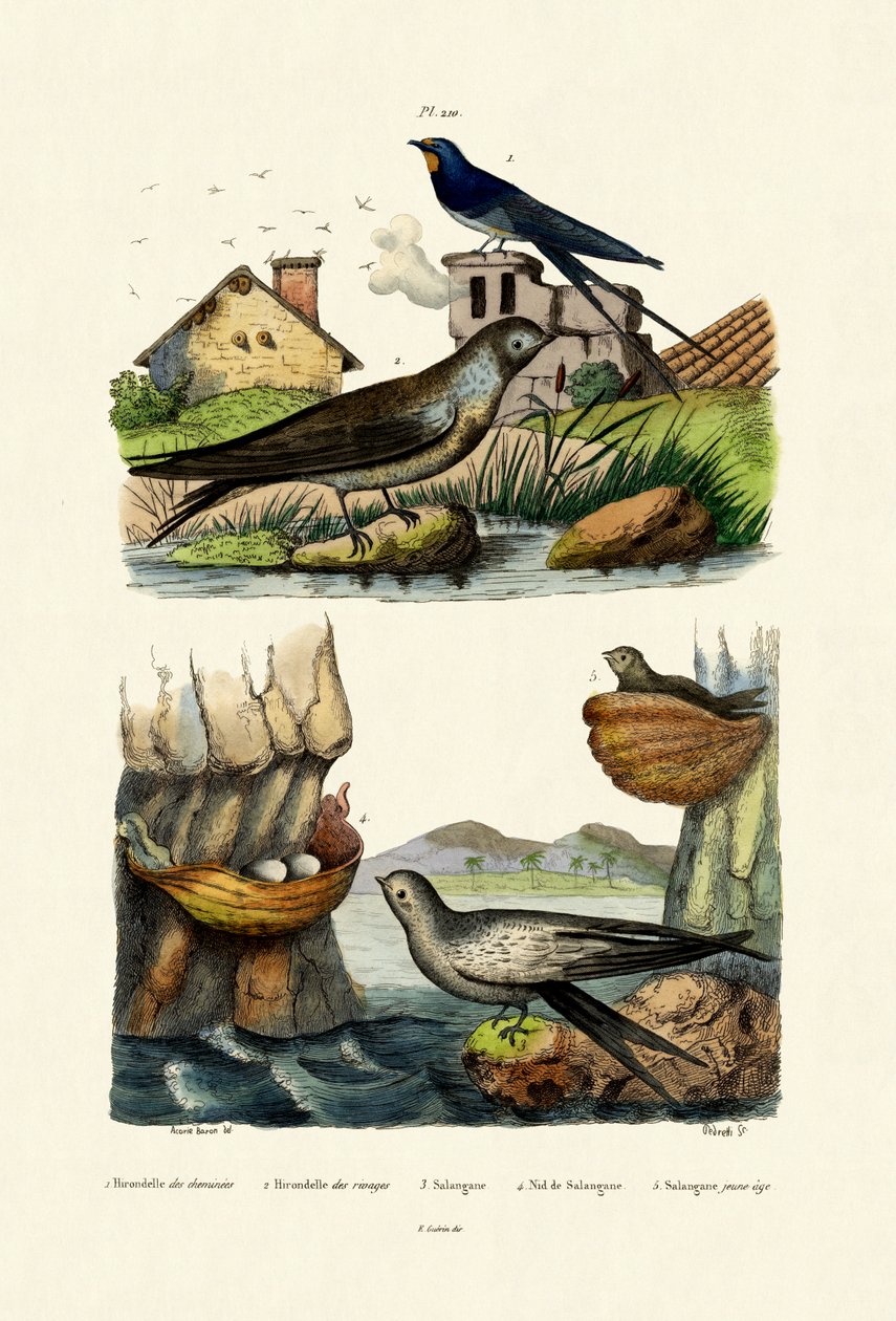 Golondrina común, 1833-39 de French School